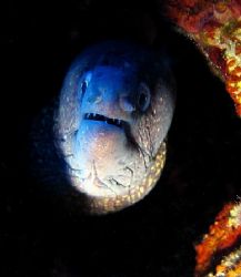 A Fisch You Say ?! (Mediterrian morray eel, taken at Elba... by Alena Vorackova 